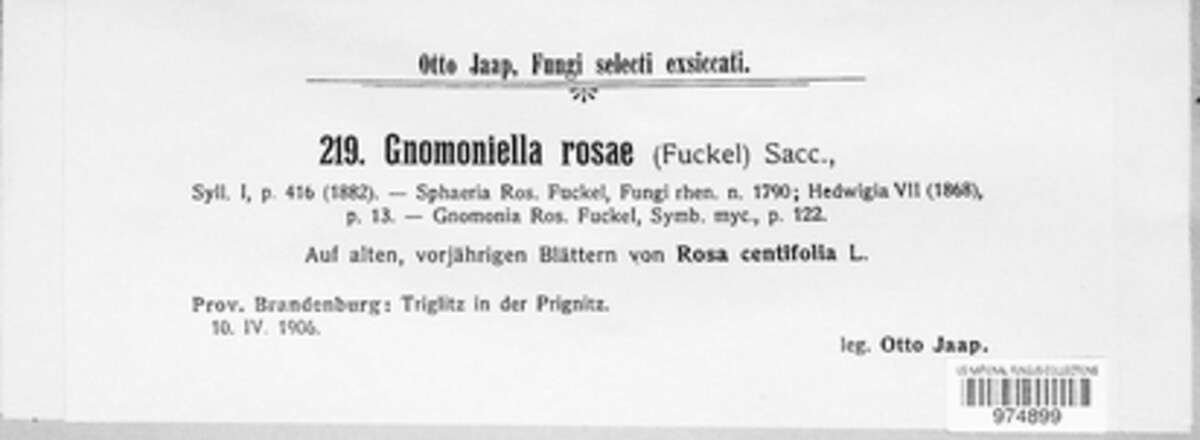 Breviappendix rosae image